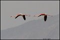 _9SB1073 greater flamingos
